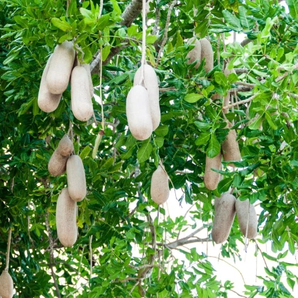 Salámový strom - Kigelia africana - semena salámového stromu - 4 ks