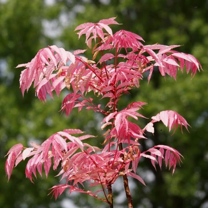 Česnekovník čínský - Toona sinensis - semena česnekovníku - 7 ks