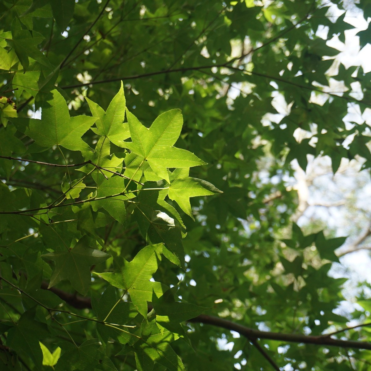 Ambroň západní - Liquidambar formosana - semena ambroně - 10 ks