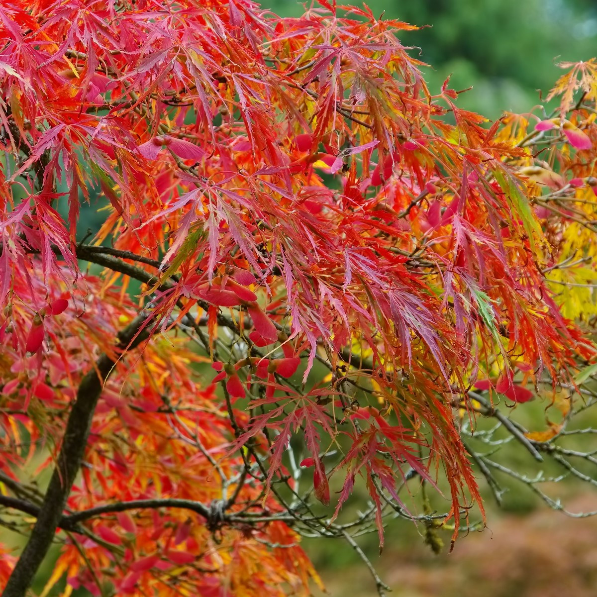 Javor japonský - Acer palmatum - semena javoru - 5 ks
