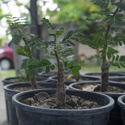 Tamarind indický - Tamarindus indica - semena tamarindu - 5 ks