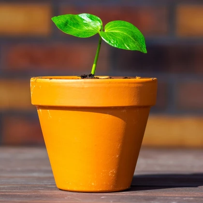 Baobab africký - Adansonia digitata - semena baobabu - 3 ks