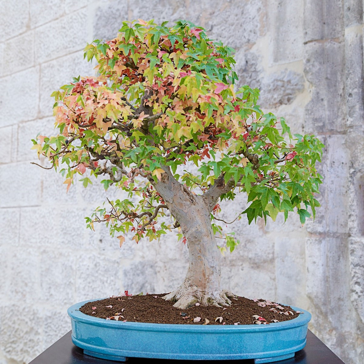 Javor Bürgerův - Acer buergerianum - semena javoru - 5 ks