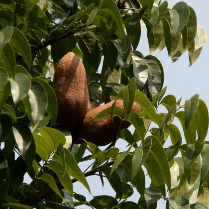 Mahagóni – Swietenia mahagoni – mahagóni magok