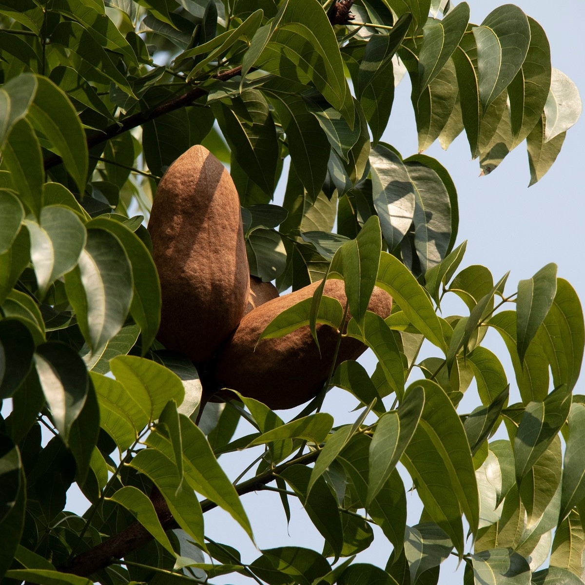 Mahagóni – Swietenia mahagoni – mahagóni magok