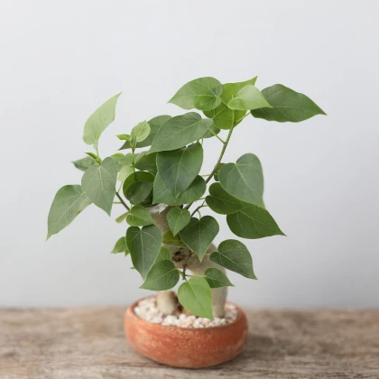 Fíkovník posvátný - Ficus religiosa - semena fíkovníku - 5 ks