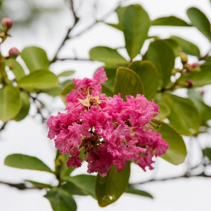 Krepová myrta - Lagerstroemia indica - semena myrty - 6 ks