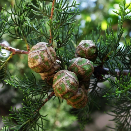 Cypřiš portugalský - Cupressus lusitanica - semena cypřiše - 7 ks