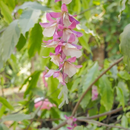 Indigovník barvířský - Indigofera tinctoria - semena indigovníku - 7 ks