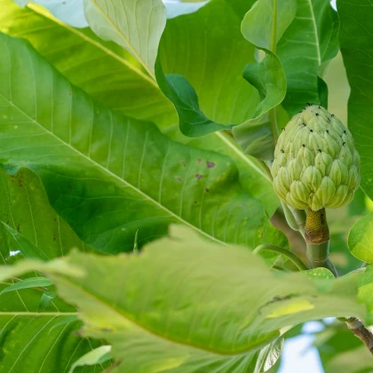 Anona čerimoja - Annona cherimola - semena anony - 5 ks