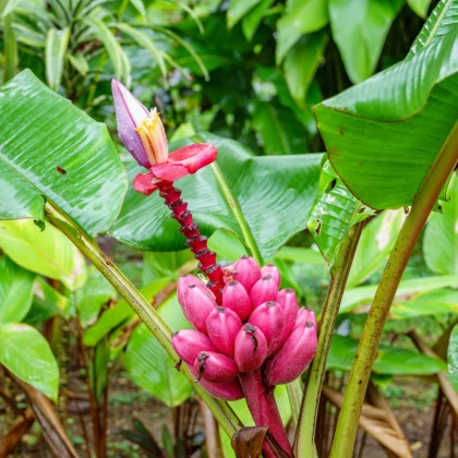 Banánovník zakrslý - Musa velutina - semena banánovníku - 3 ks