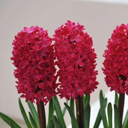 Hyacint Jan Bos - Hyacinthus - cibule hyacintu - 1 ks