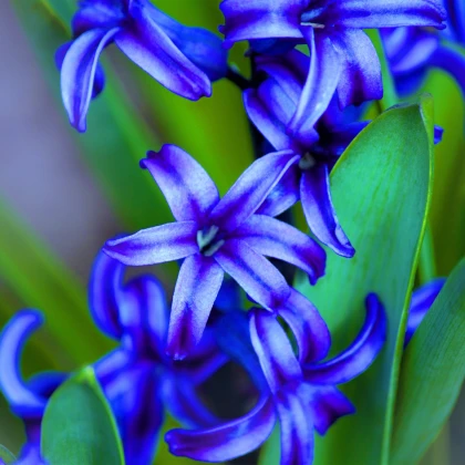 Hyacint Delft Blue - Hyacinthus orientalis - cibule hyacintu - 1 ks