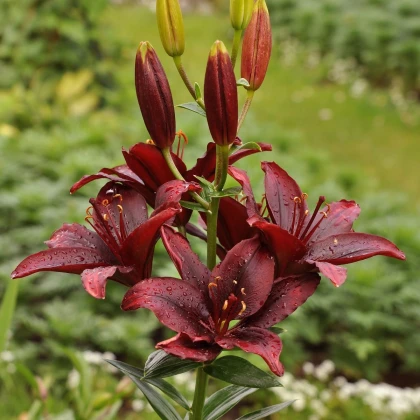Lilie asijská Mapira - Lilium - cibule lilie - 1 ks