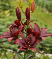Lilie asijská Mapira - Lilium - cibule lilie - 1 ks
