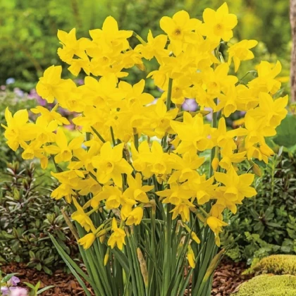 Narcis Quail - Narcissus - cibule narcisu - 3 ks