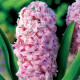 Hyacint plnokvětý Prince of Love - Hyacinthus - cibule hyacintu - 1 ks