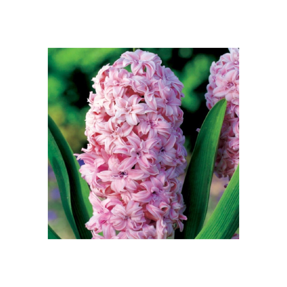 Hyacint plnokvětý Prince of Love - Hyacinthus - cibule hyacintu - 1 ks