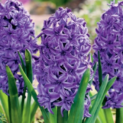 Hyacint plnokvětý Lili Purple - Hyacinthus - cibule hyacintu - 1 ks