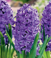 Hyacint plnokvětý Lili Purple - Hyacinthus - cibule hyacintu - 1 ks