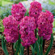 Hyacint plnokvětý Red Diamond - Hyacinthus - cibule hyacintu - 1 ks