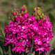 Hyacint plnokvětý Red Diamond - Hyacinthus - cibule hyacintu - 1 ks