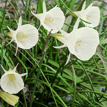 Narcis Artics bells - Narcissus bulbocodium - cibule narcisu - 3 ks