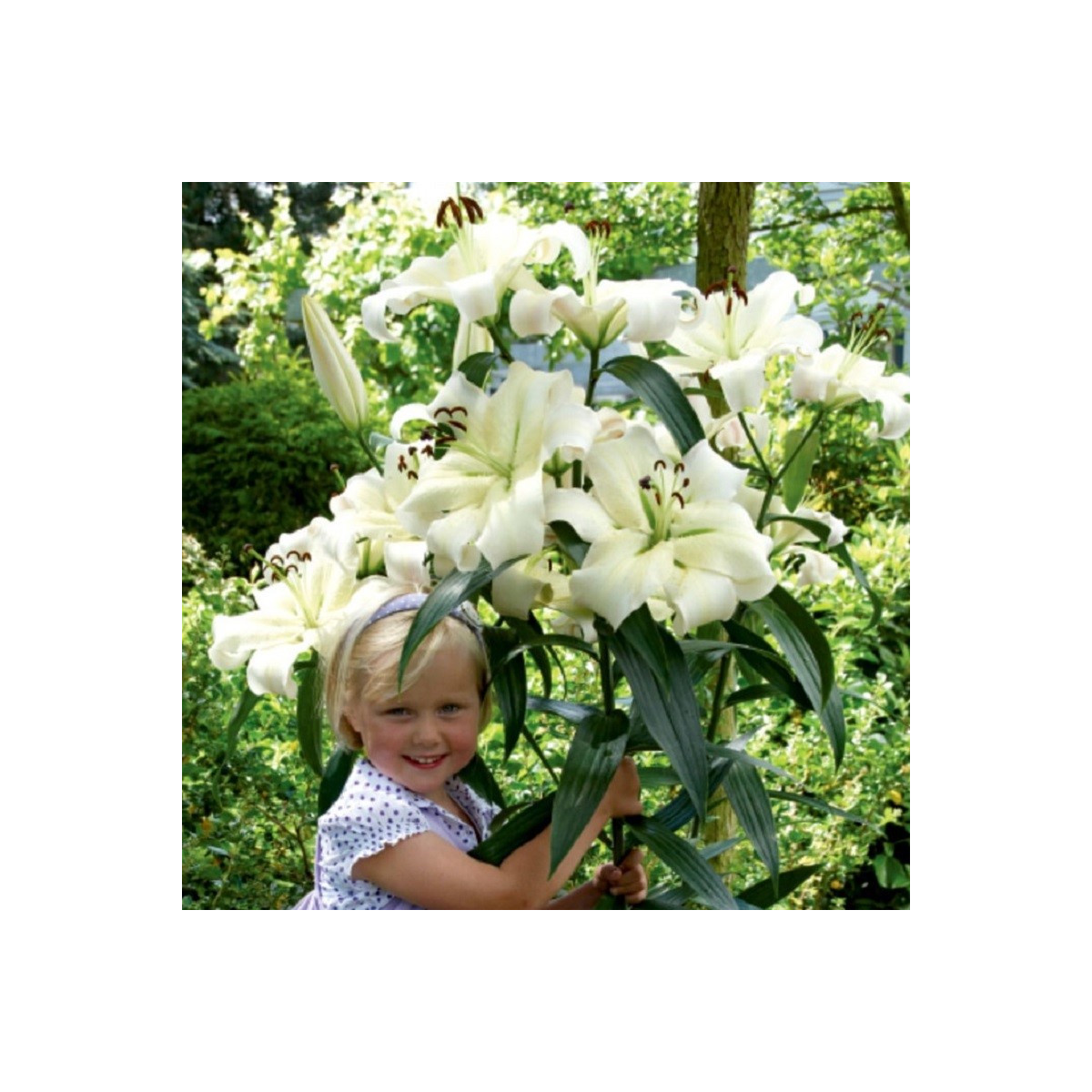 Lilie Pretty Woman - Lilium - cibule lilie - 1 ks