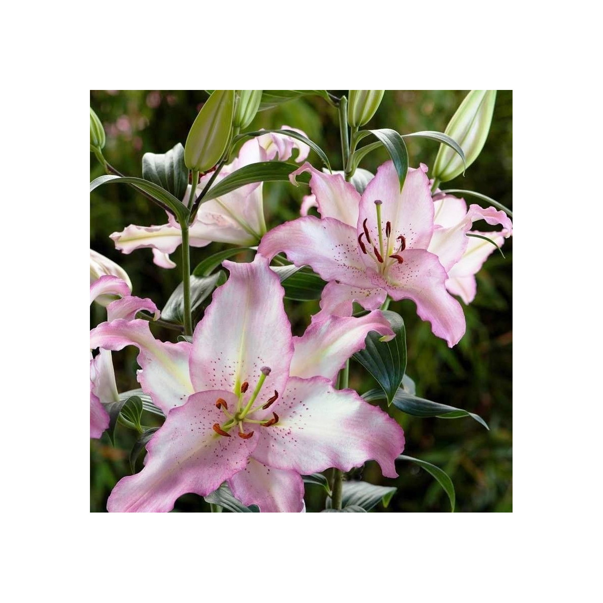 Lilie Brasilia - Lilium - cibule lilie - 1 ks