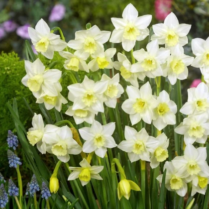 Narcis Pueblo - Narcissus - cibule narcisu - 3 ks