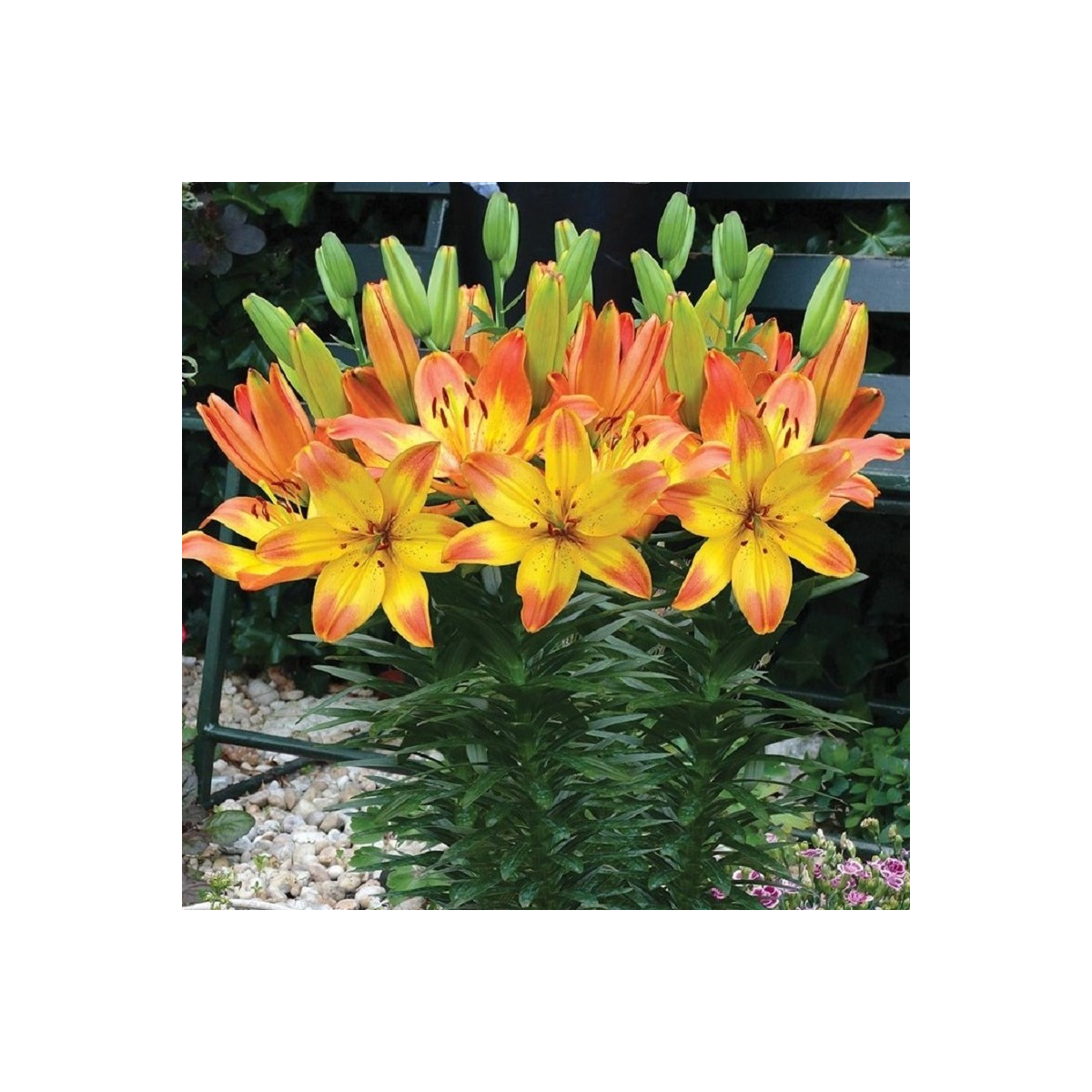 Lilie Happy Memories - Lilium - cibule lilie - 1 ks