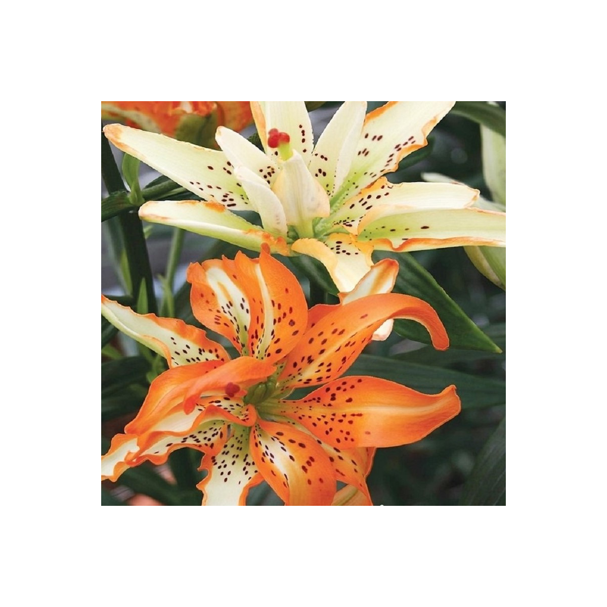 Lilie Must See - Lilium - cibule lilie - 1 ks