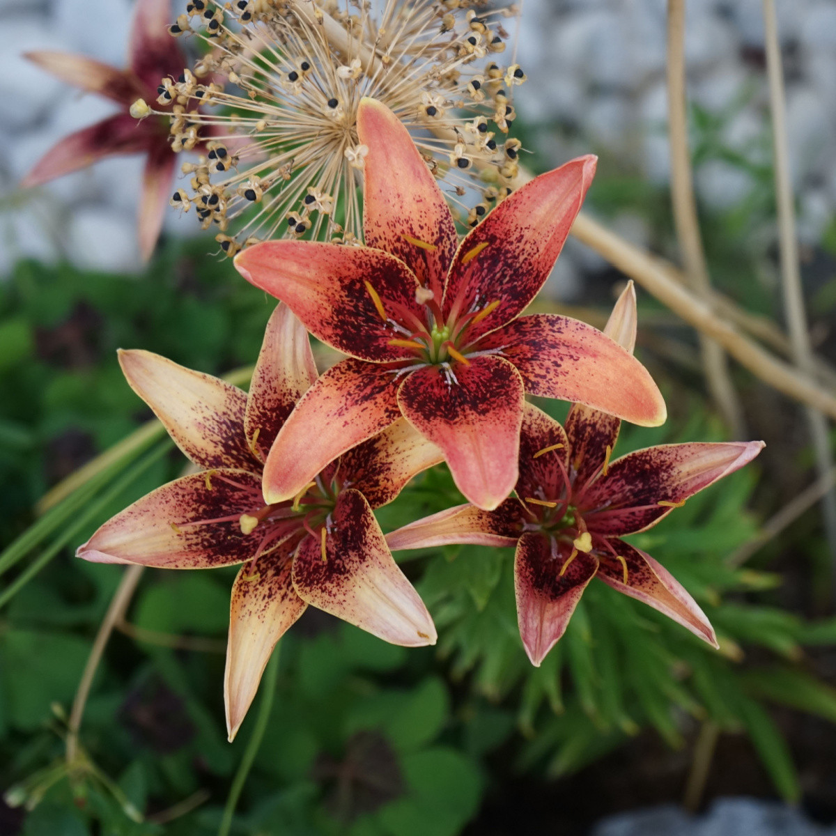 Lilie Whistler - Lilium - cibule lilie - 1 ks