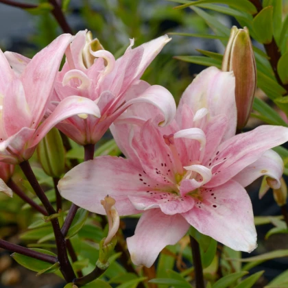 Lilie Elodie - Lilium - cibule lilie - 1 ks
