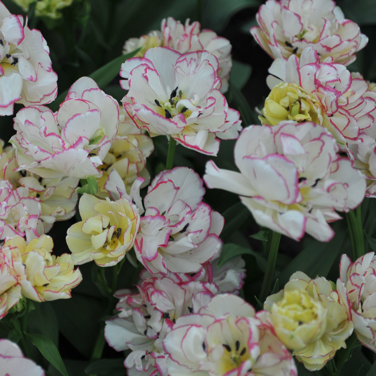 Tulipán Belicia - Tulipa - cibuloviny - 3 ks