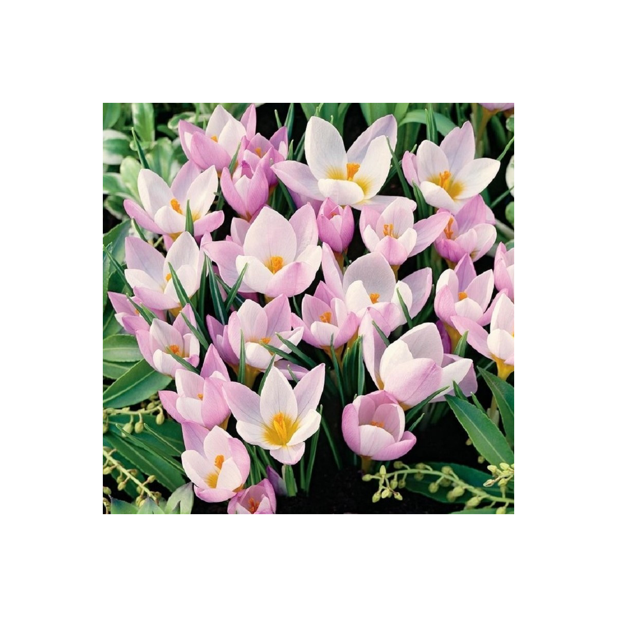 Krokus Firefly - Crocus sieberi - hlízy krokusu - 3 ks