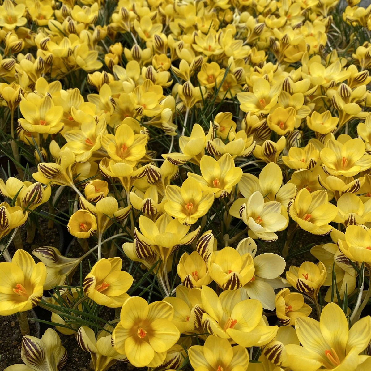 Krokus Gipsy Girl - Crocus chrysanthus - hlízy krokusu - 3 ks