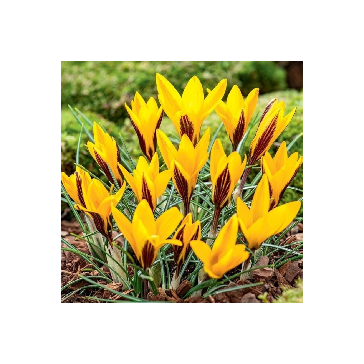 Krokus širokolistý - Crocus angustifolius - hlízy krokusu - 3 ks