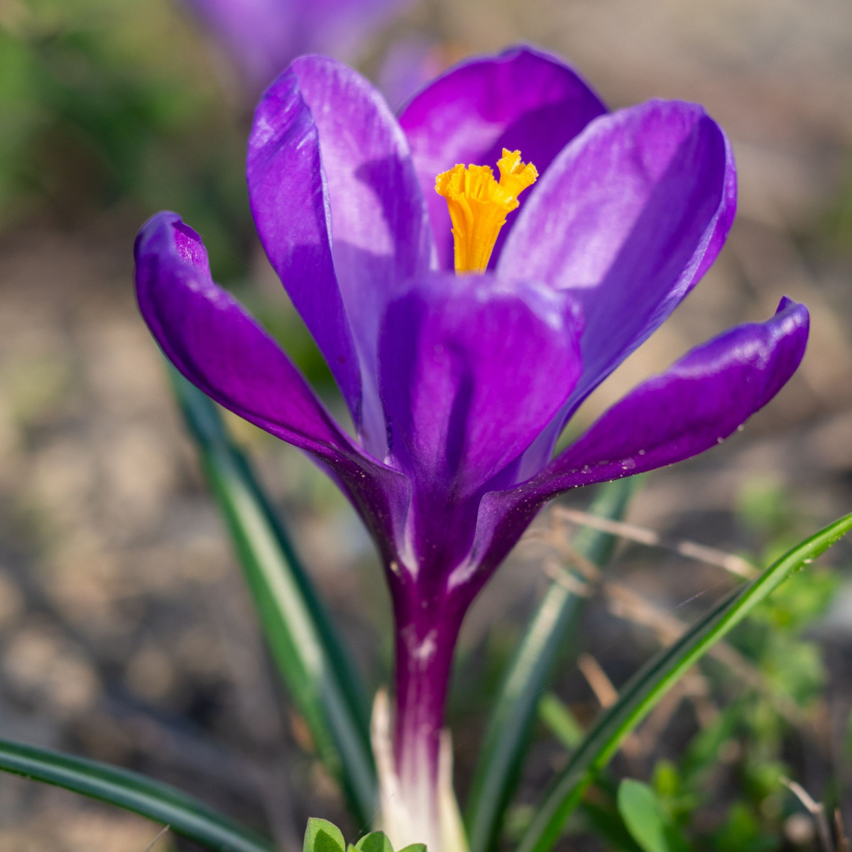 Krokus Flower Record - Crocus vernus - hlízy krokusu - 3 ks