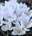 Krokus Jeanne d Arc - Crocus vernus - hlízy krokusu - 3 ks