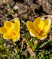 Krokus Romance žlutý - Crocus chrysanthus - hlízy krokusu - 3 ks