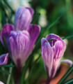 Krokus Pickwick - Crocus vernus - hlízy krokusu - 3 ks