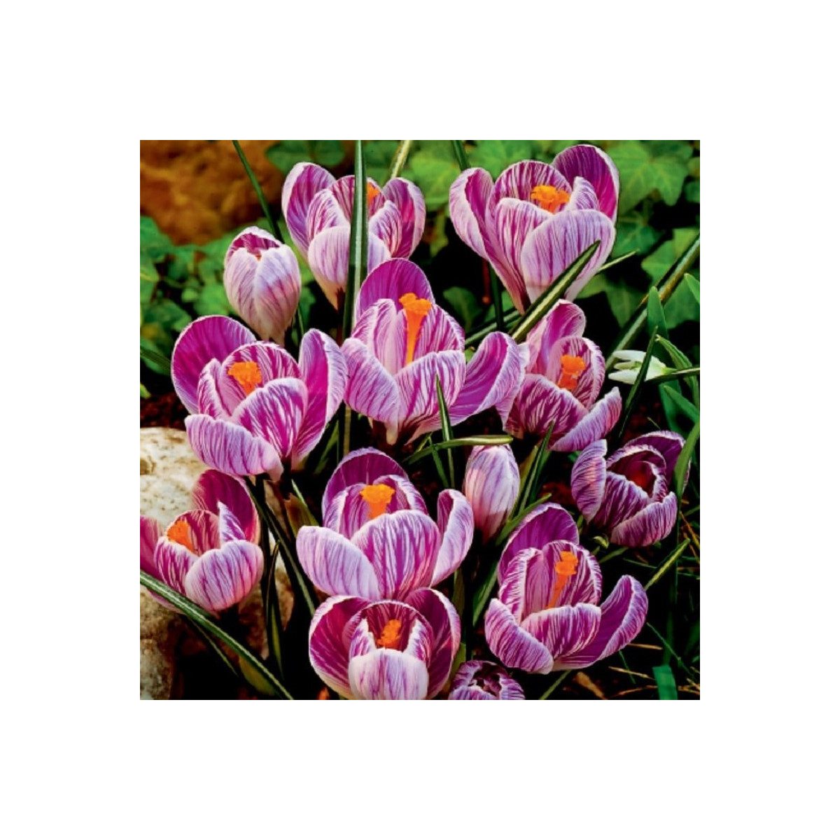 Krokus Pickwick - Crocus vernus - hlízy krokusu - 3 ks