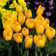 Krokus Yellow - Crocus vernus - hlízy krokusu - 3 ks