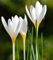 Krokus Ochroleucus - Crocus ochroleucus - hlízy krokusu - 3 ks