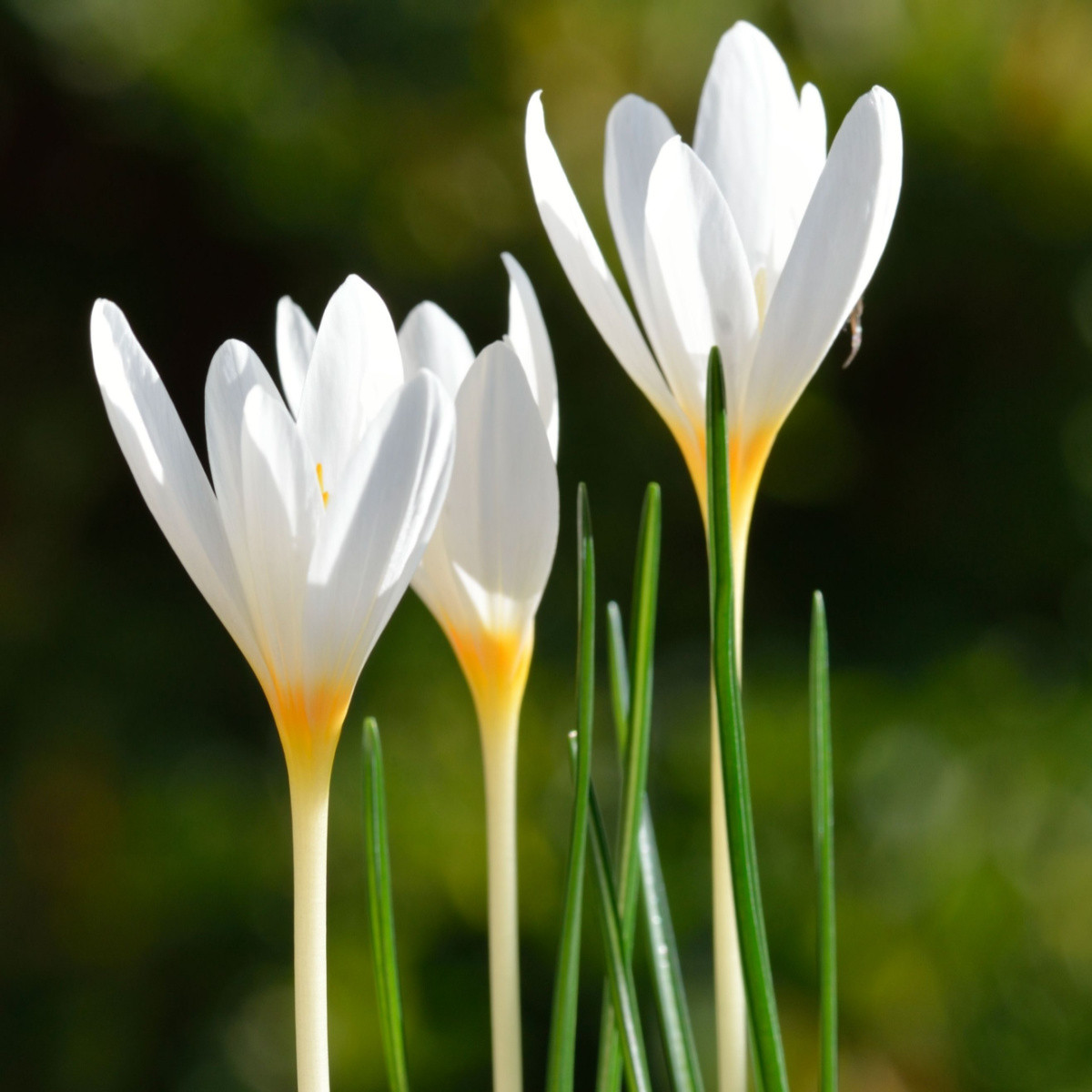 Krokus Ochroleucus - Crocus ochroleucus - hlízy krokusu - 3 ks