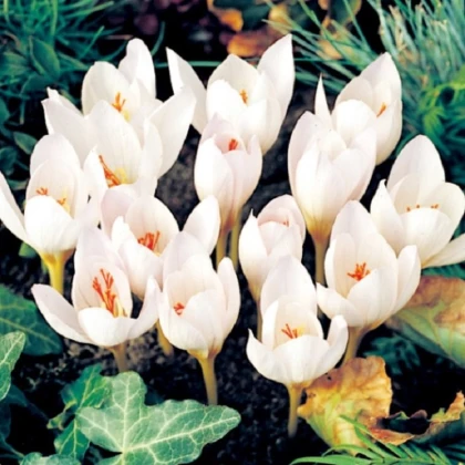 Krokus Ochroleucus - Crocus ochroleucus - hlízy krokusu - 3 ks