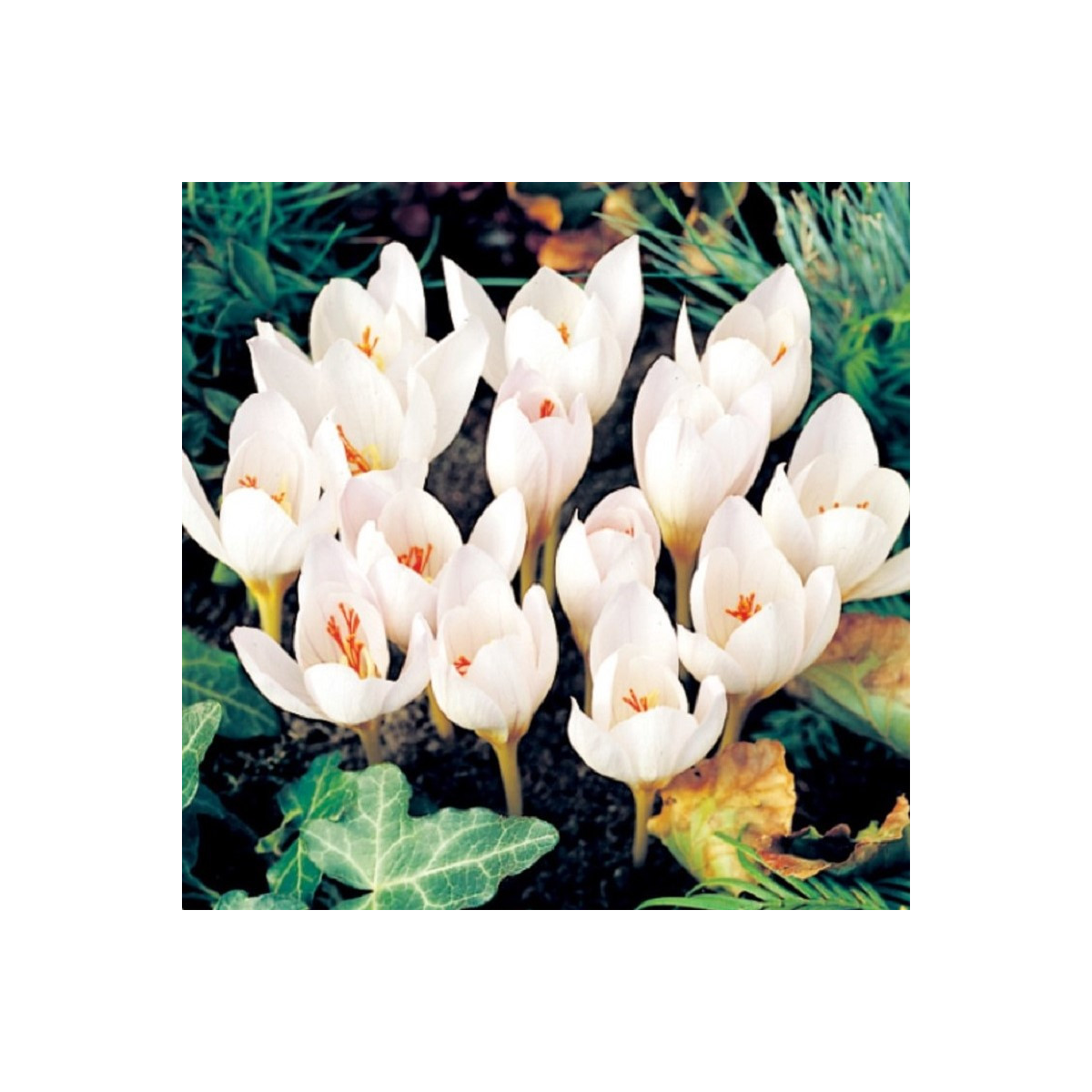 Krokus Ochroleucus - Crocus ochroleucus - hlízy krokusu - 3 ks