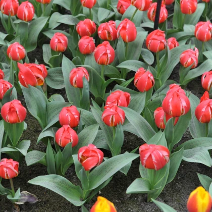 Tulipán Friendly Fire - Tulipa greigii - cibule tulipánu - 3 ks