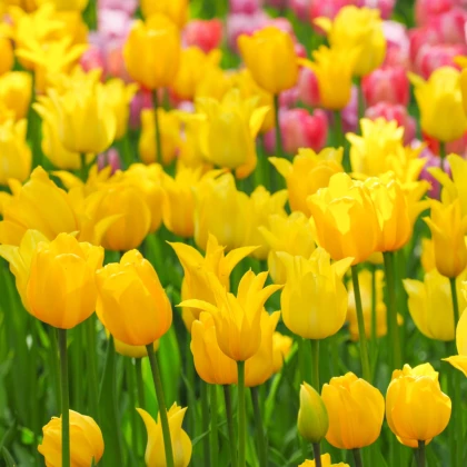 Tulipán West Point - Tulipa - cibule tulipánu - 3 ks